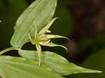 Yellow fairybells <BR>Yellow mandarin